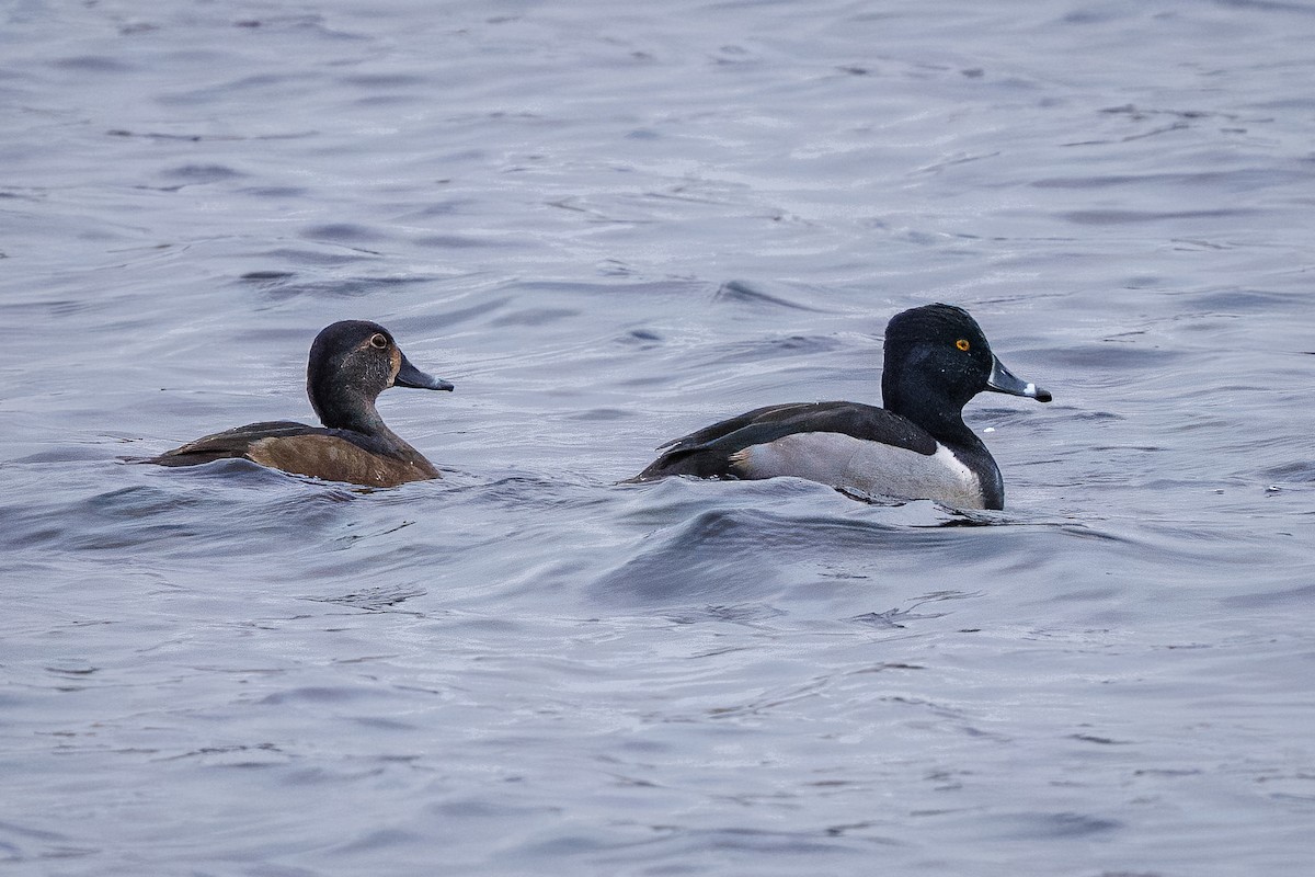 Ring-necked Duck - ML645512426