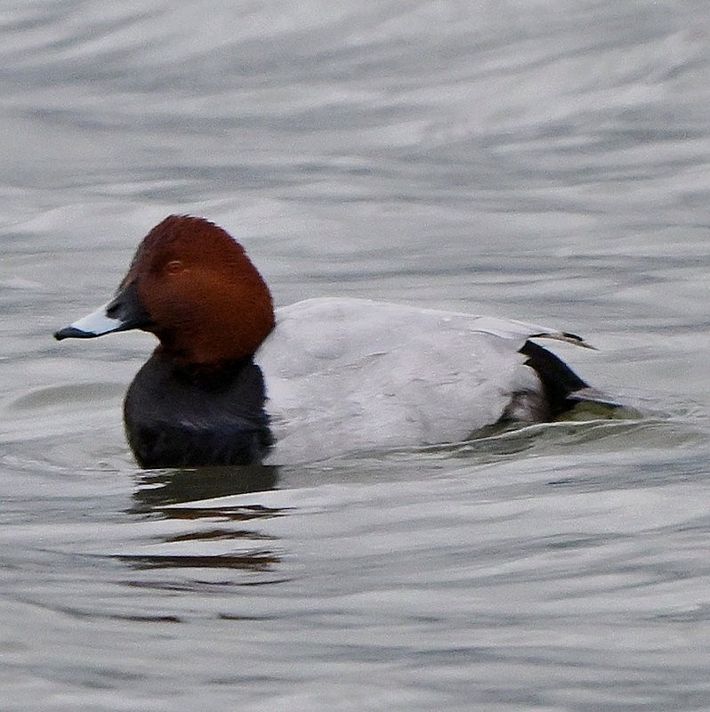 Common Pochard - ML645512431