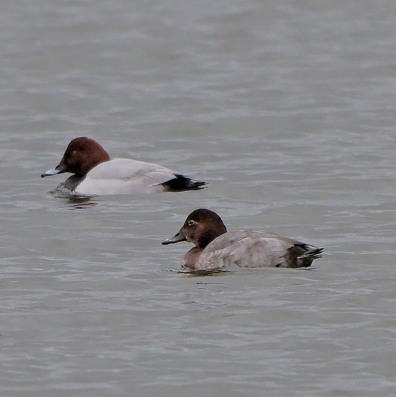 Common Pochard - ML645512432