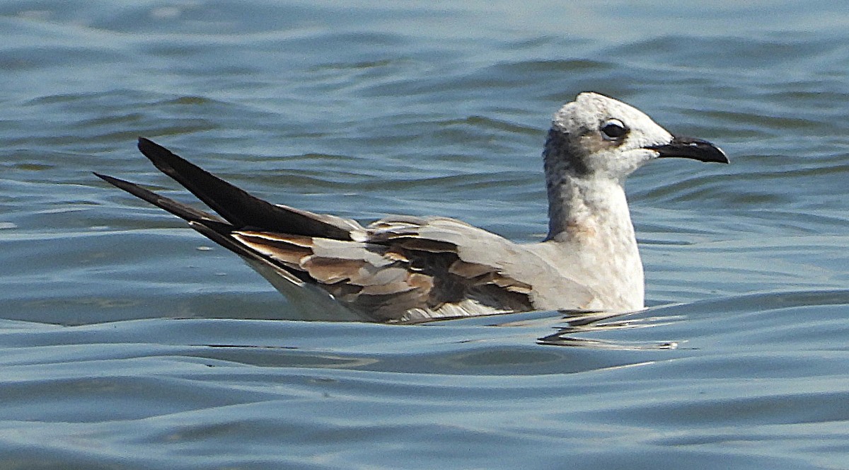 Gabbiano sghignazzante - ML645512439