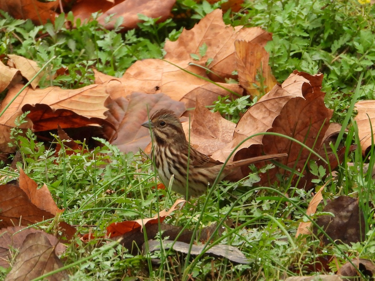 Song Sparrow - ML645512442