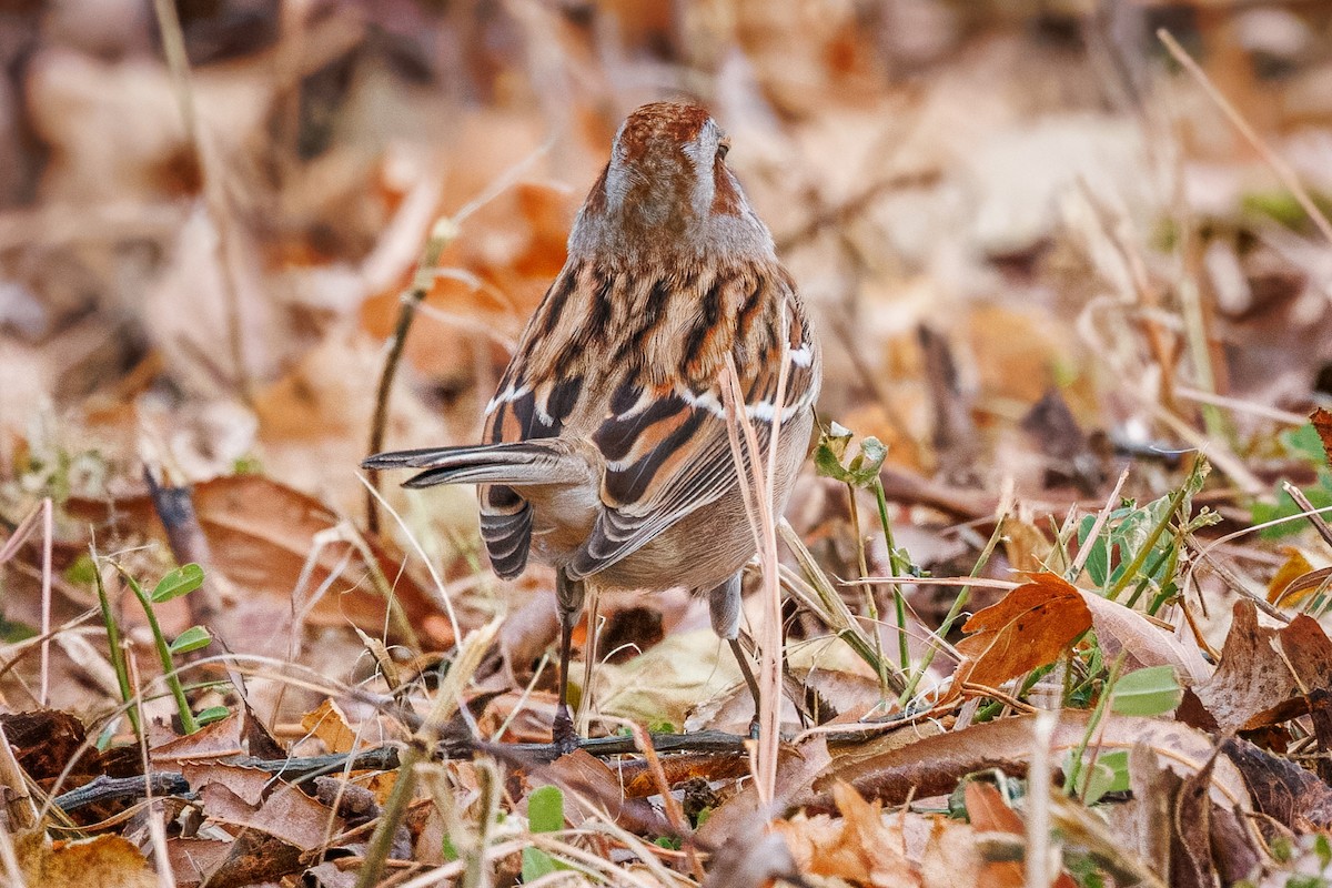 American Tree Sparrow - ML645512443