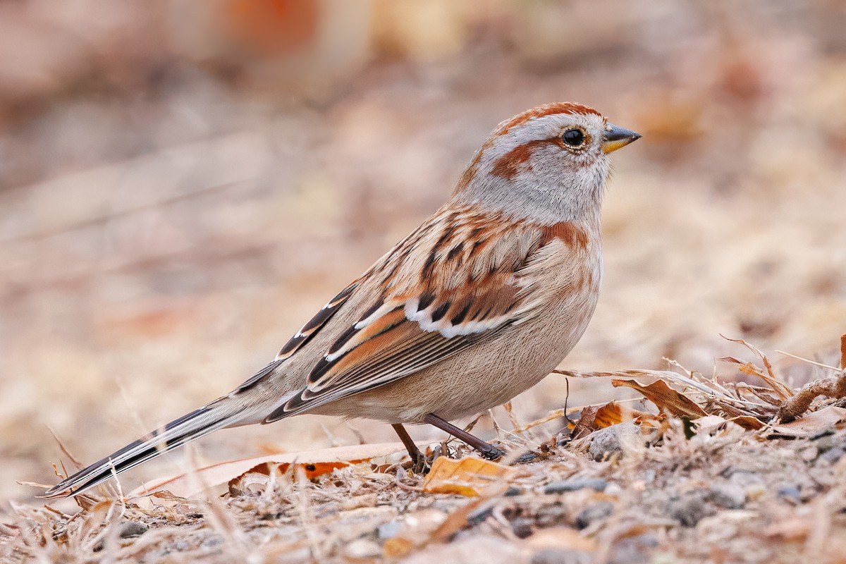 American Tree Sparrow - ML645512444