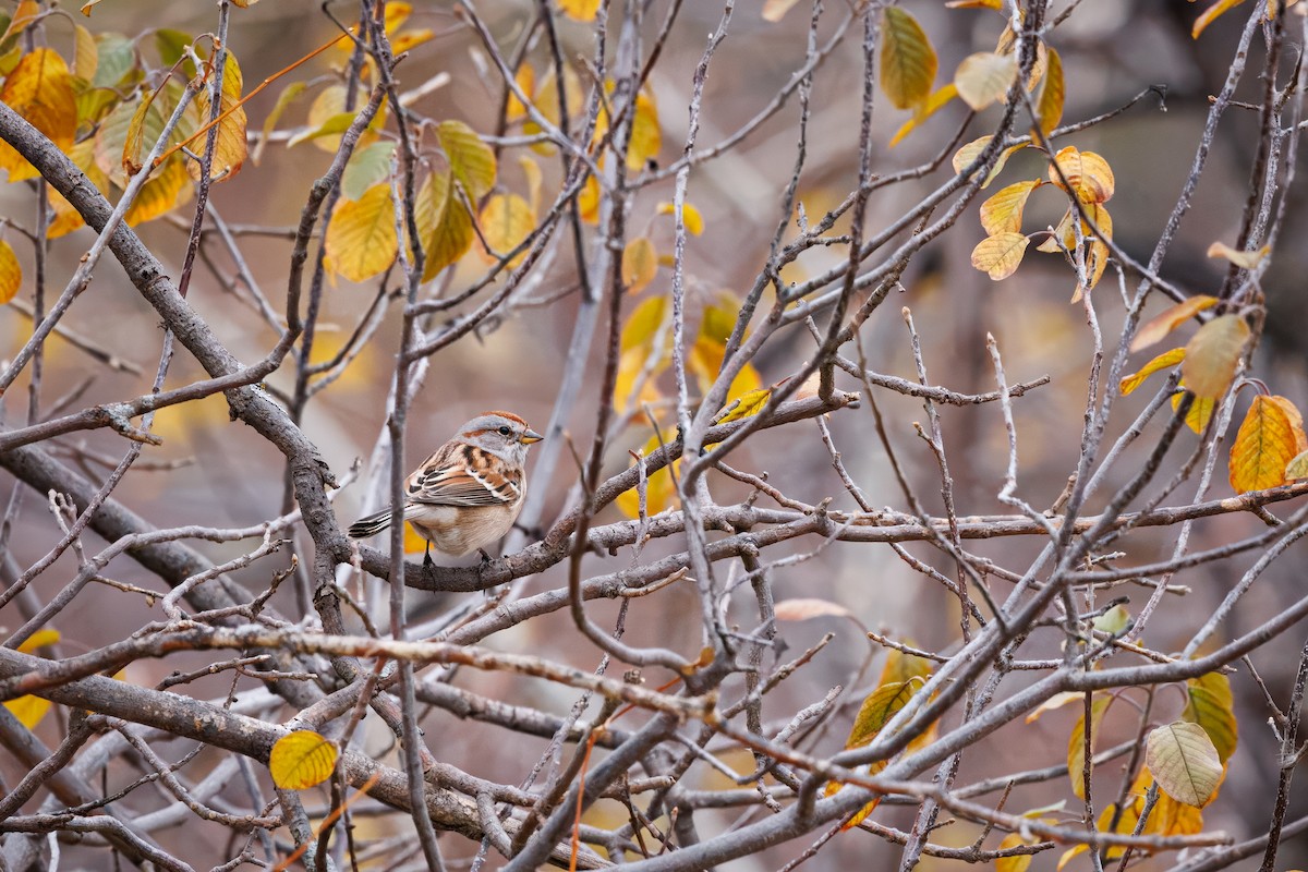 American Tree Sparrow - ML645512445