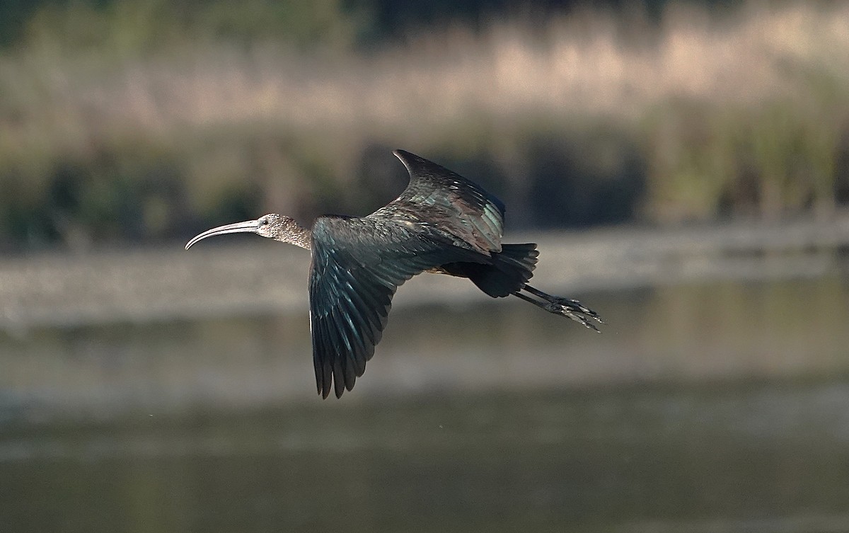 Glossy Ibis - ML645512450