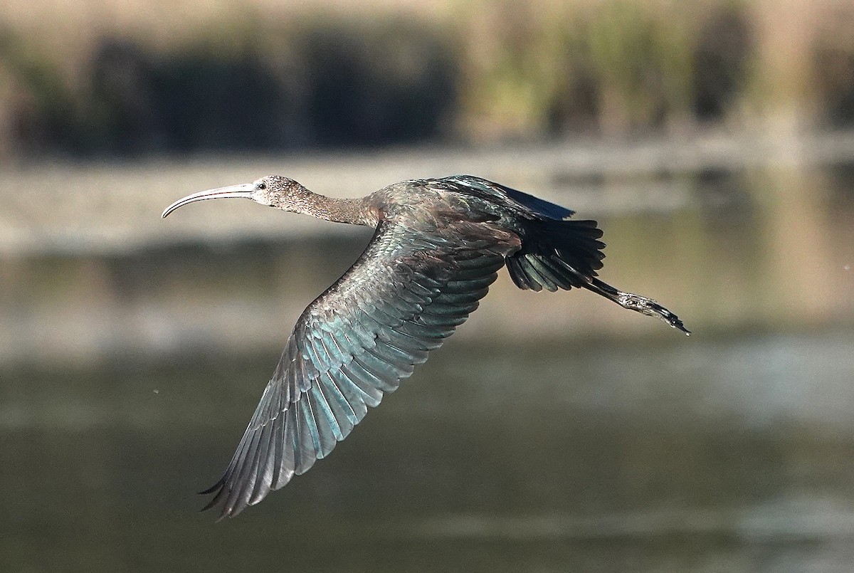 Glossy Ibis - ML645512451