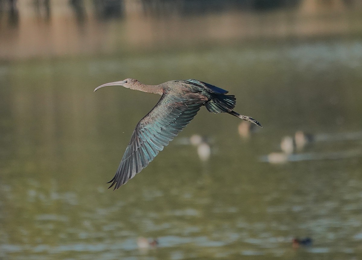Glossy Ibis - ML645512452