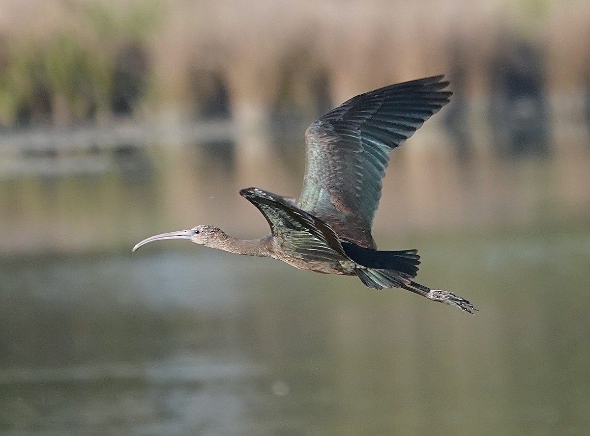Glossy Ibis - ML645512453
