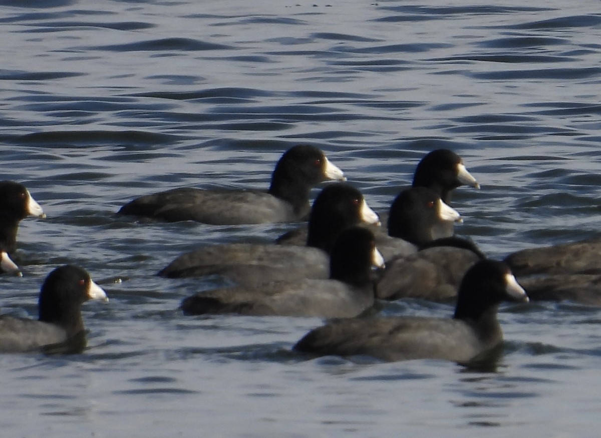 Лиска американська - ML645512458