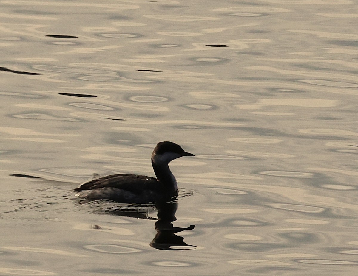 Horned Grebe - ML645512461