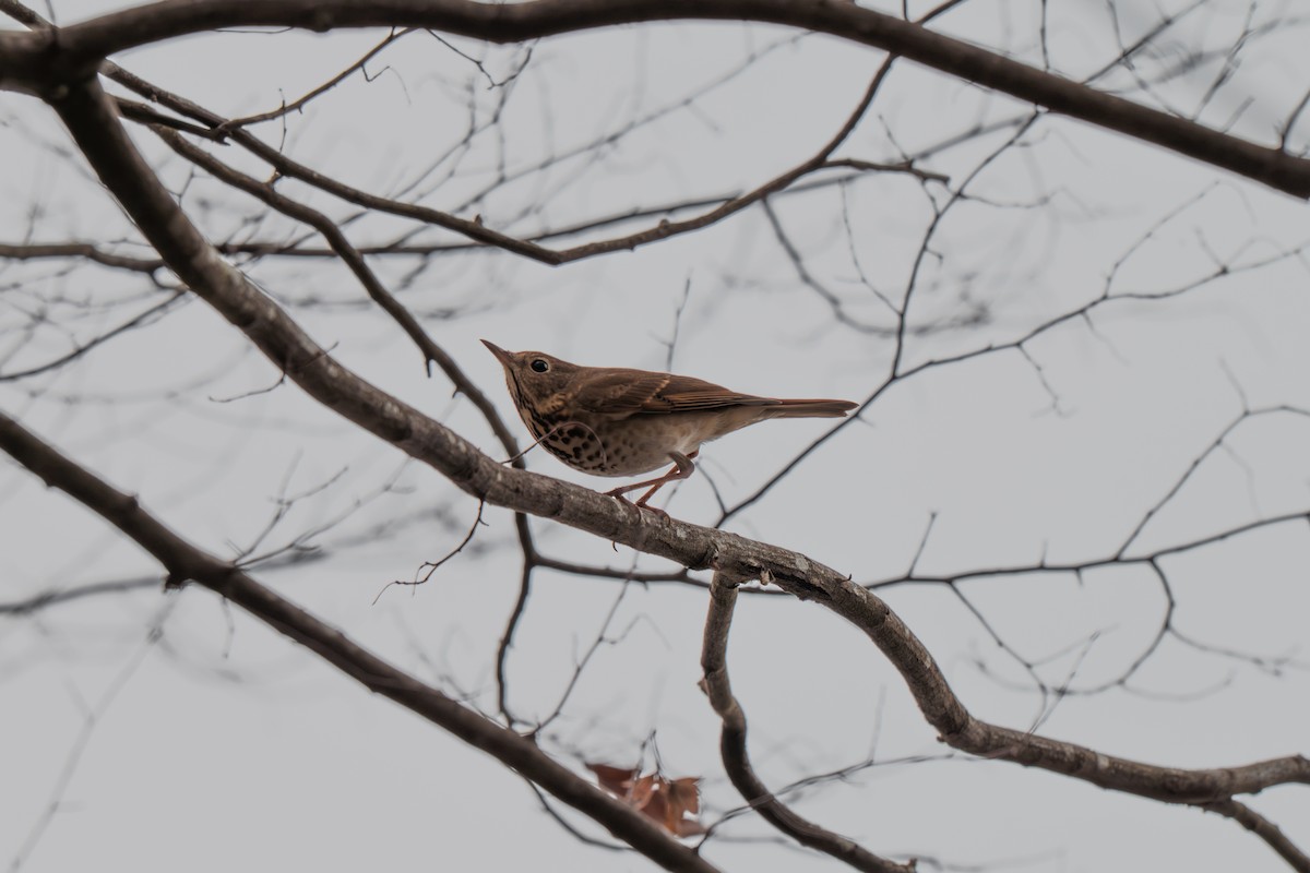 Hermit Thrush - ML645512465