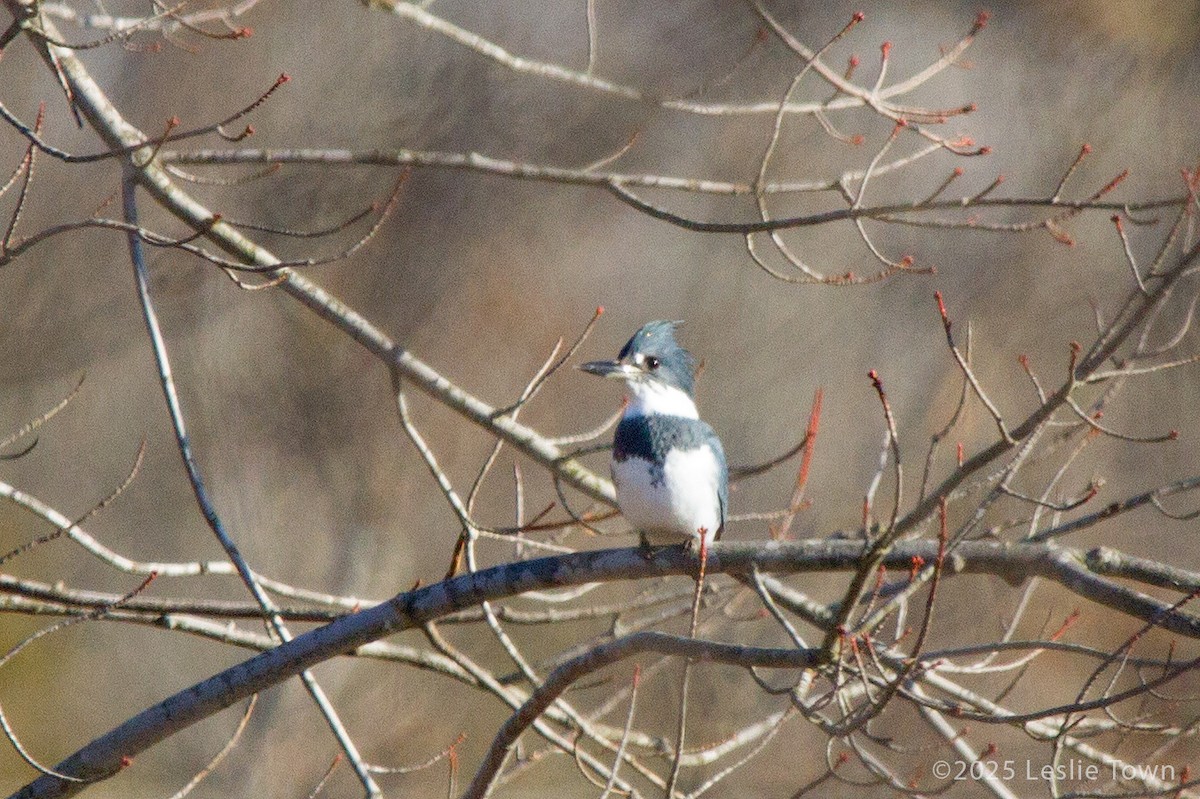 Belted Kingfisher - ML645512472