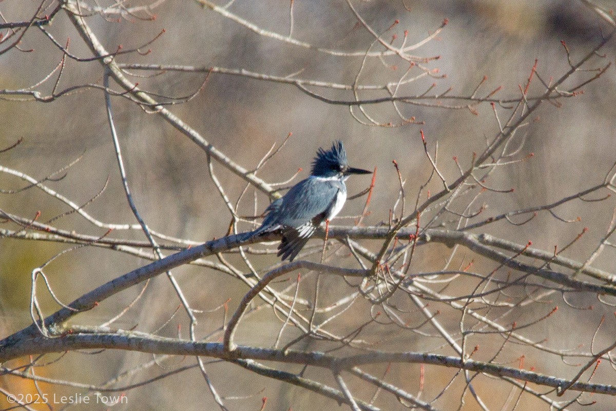 Belted Kingfisher - ML645512473