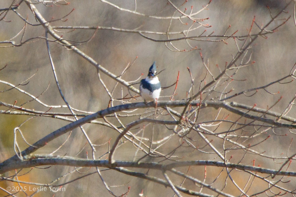 Belted Kingfisher - ML645512474