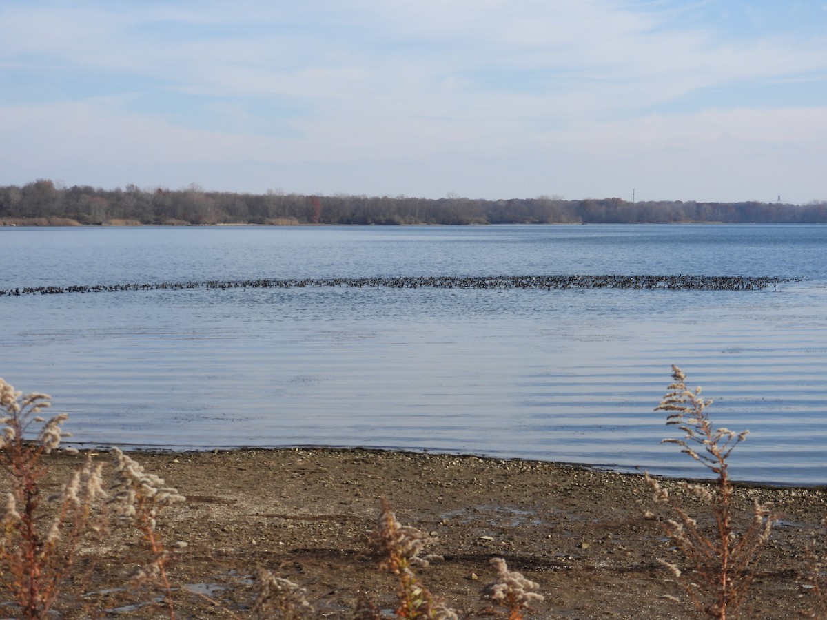 Лиска американська - ML645512477