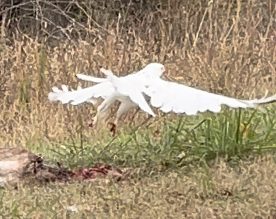 Red-tailed Hawk - ML645512479