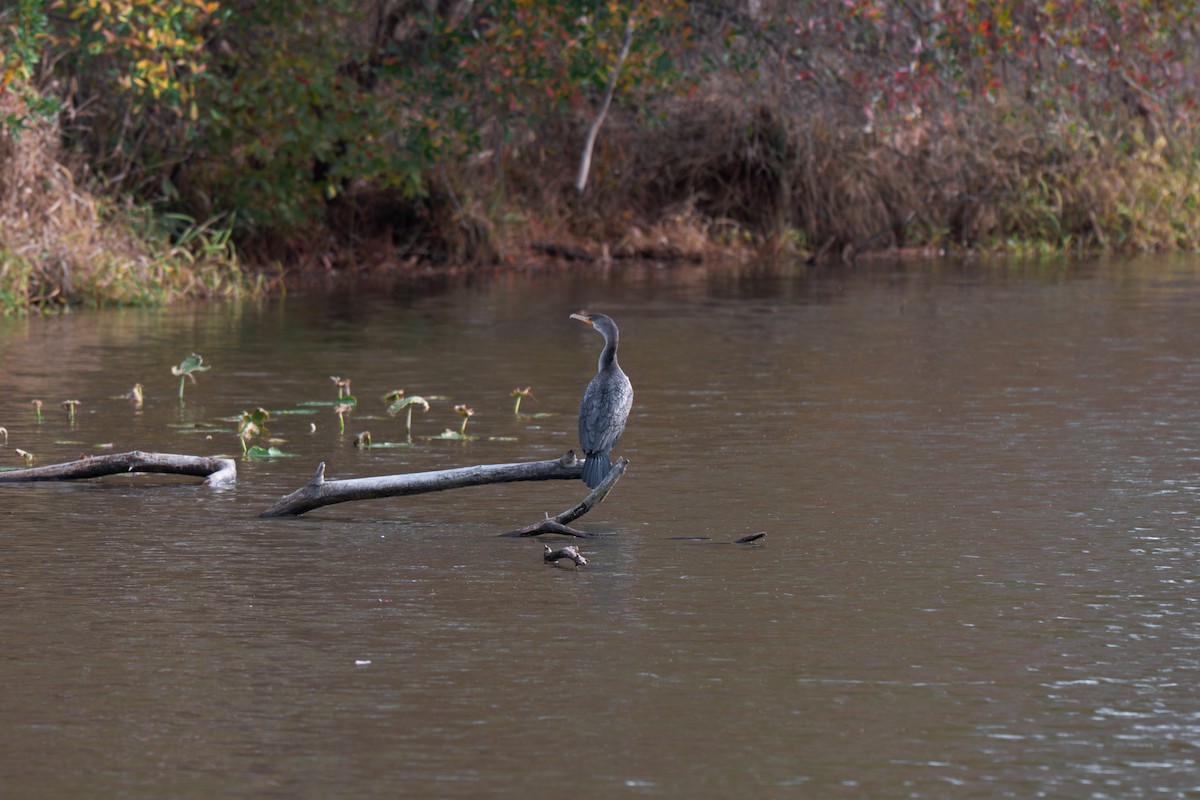 Double-crested Cormorant - ML645512481