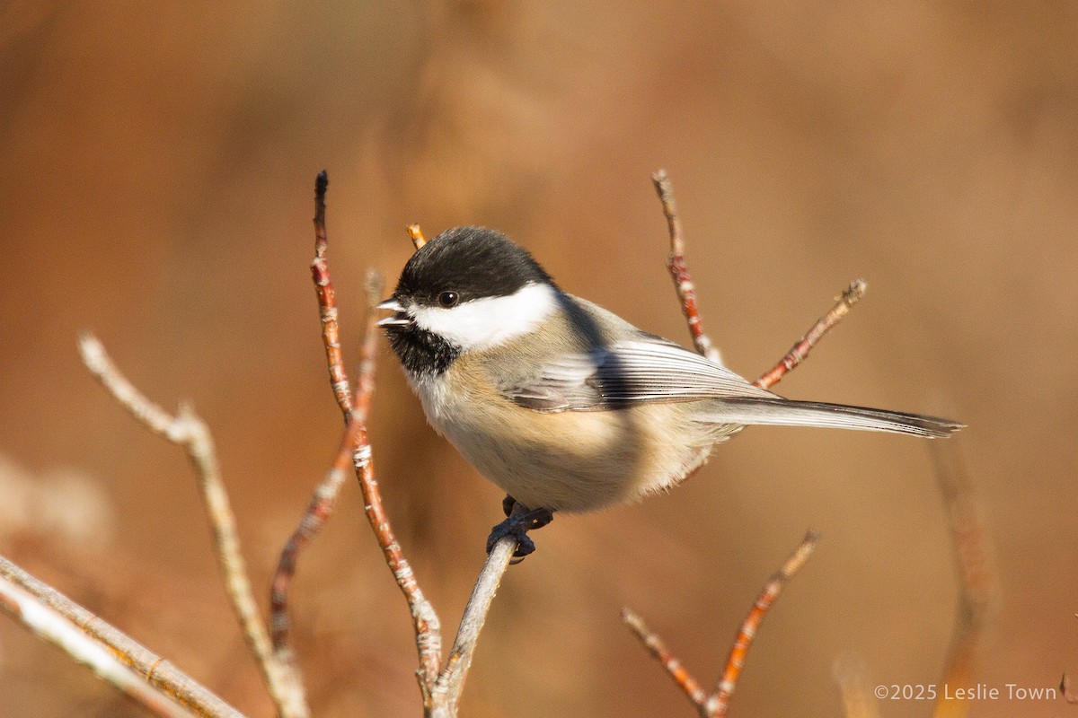 Black-capped Chickadee - ML645512484
