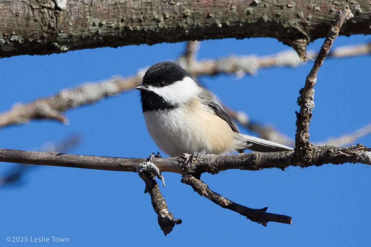 Black-capped Chickadee - ML645512485