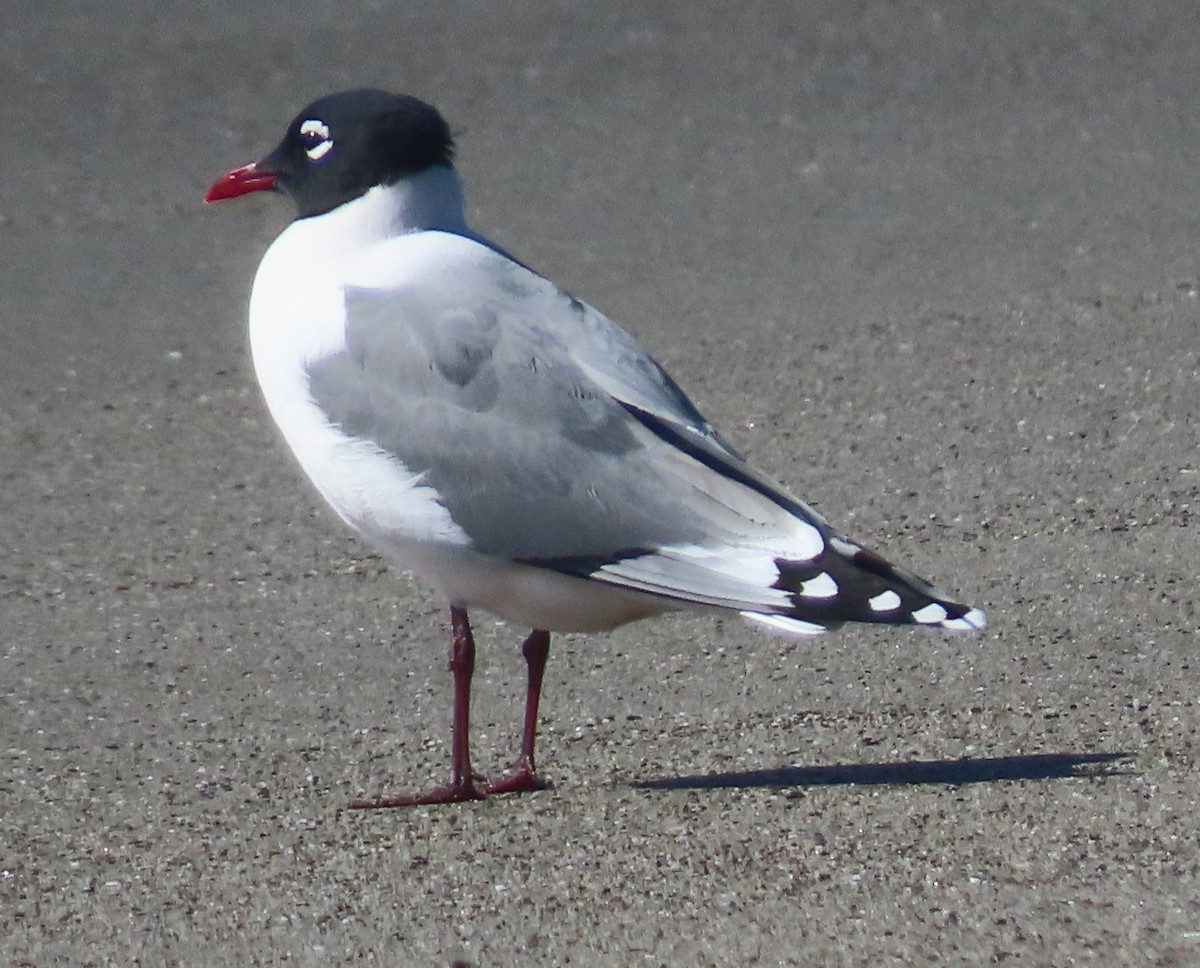 Gabbiano di Franklin - ML645512488