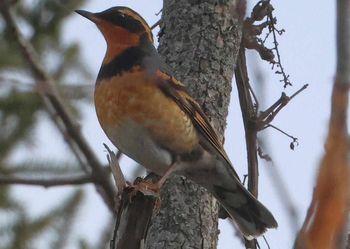 Halsbanddrossel - ML645512505