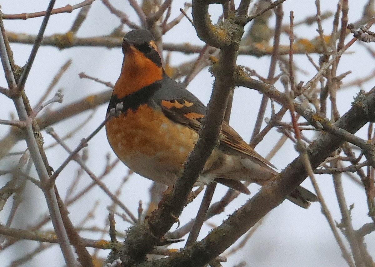 Halsbanddrossel - ML645512506