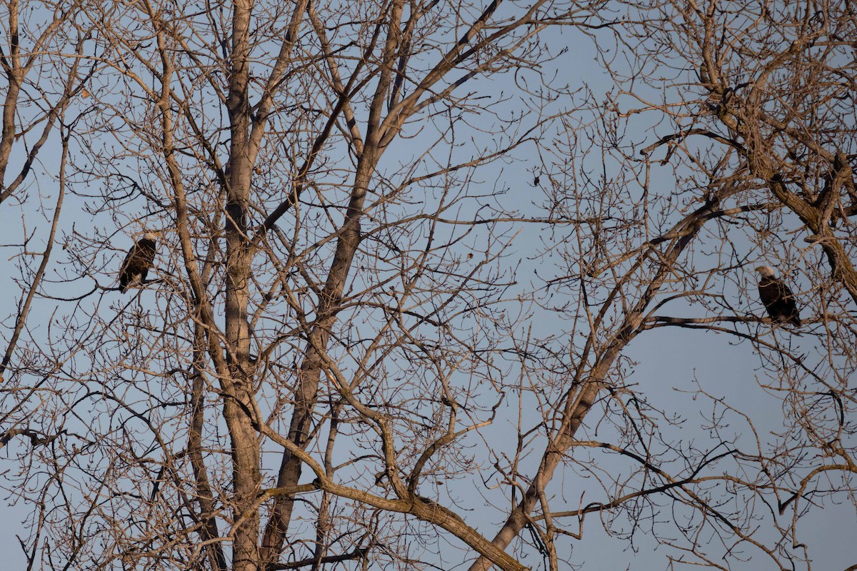 Bald Eagle - ML645512507