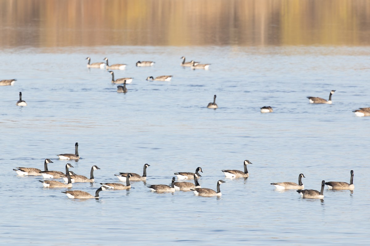 カナダガン - ML645512508