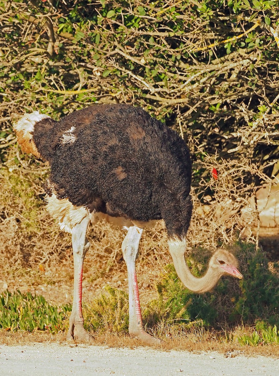 ダチョウ - ML645512518