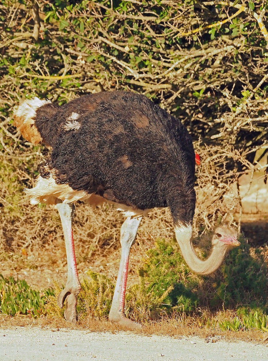 ダチョウ - ML645512519