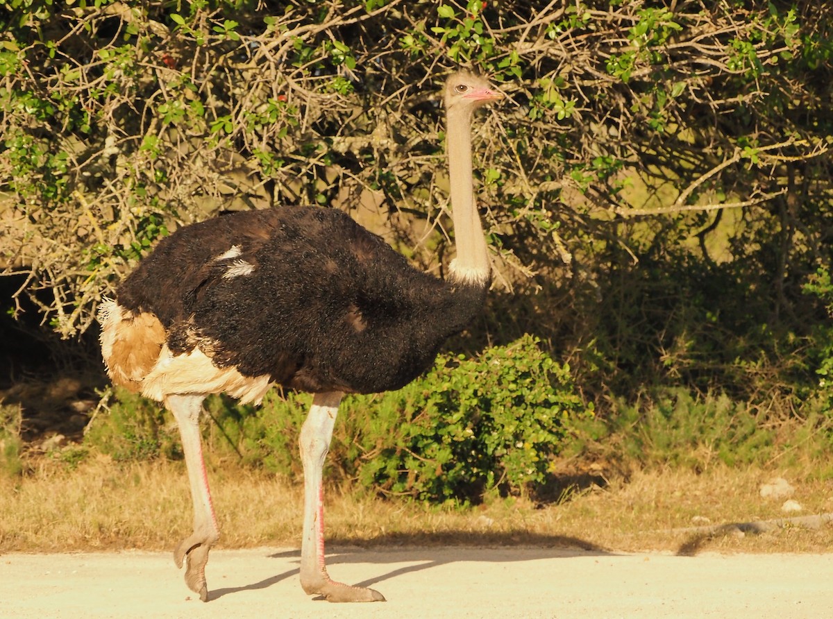 ダチョウ - ML645512521