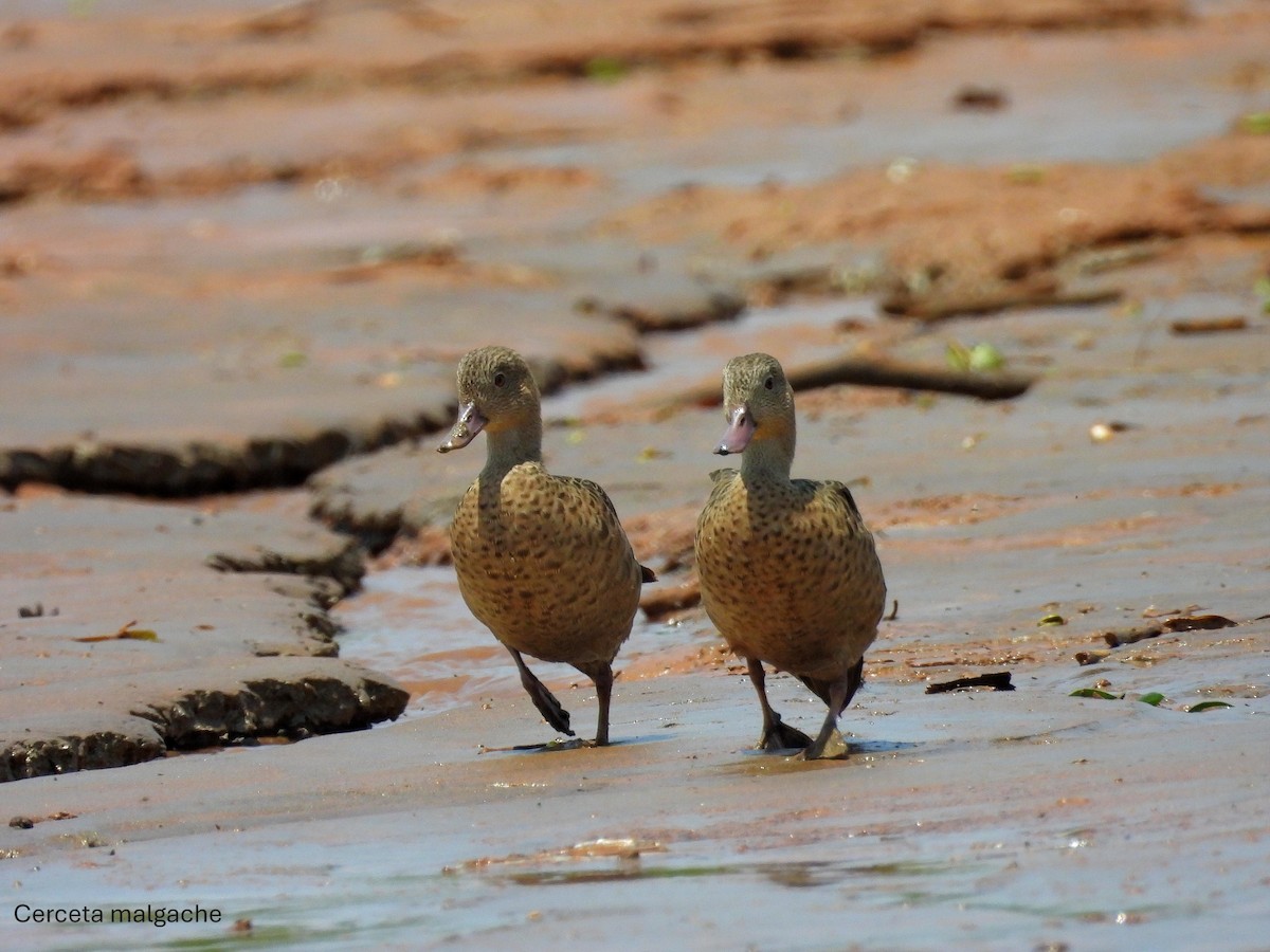 シロスジコガモ - ML645512527