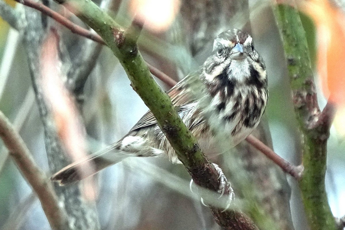 ウタスズメ - ML645512528