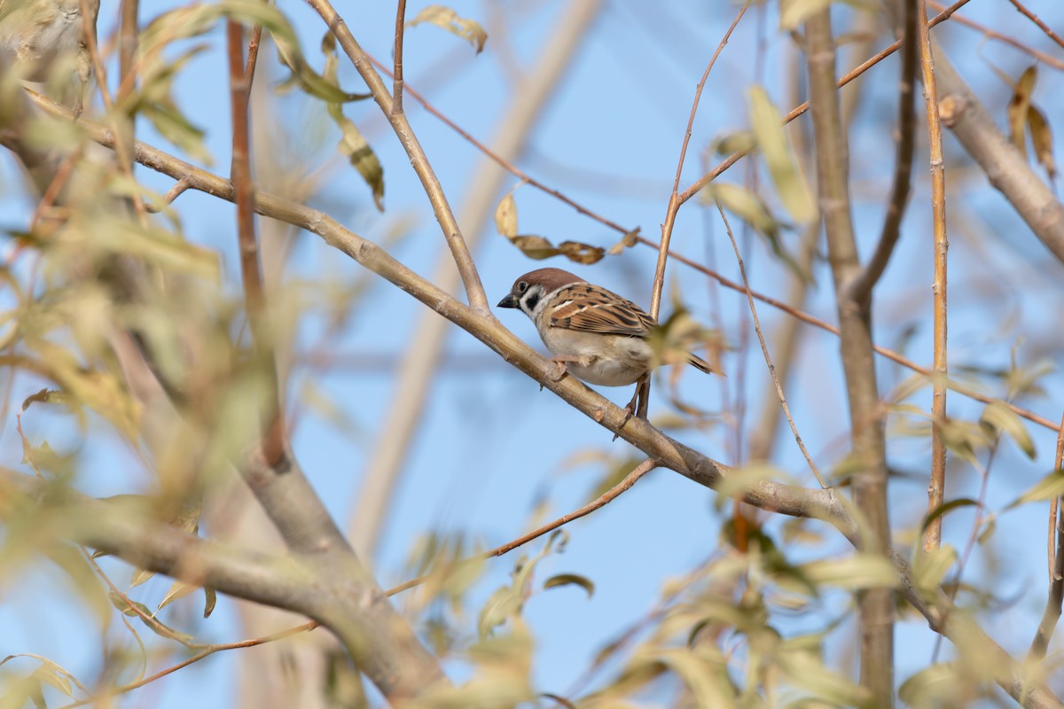 スズメ - ML645512530