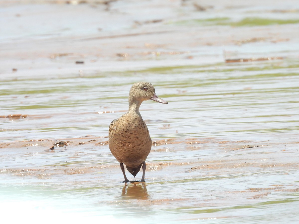 シロスジコガモ - ML645512534