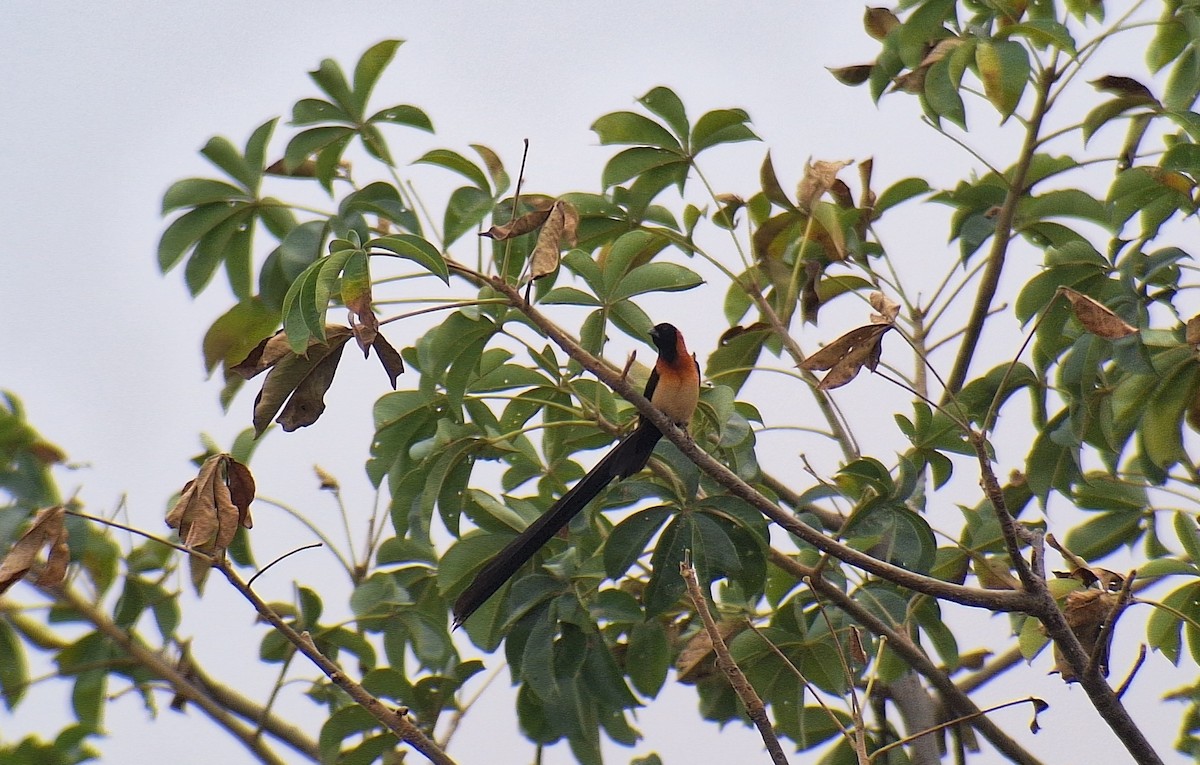 オナガホウオウジャク - ML645512535