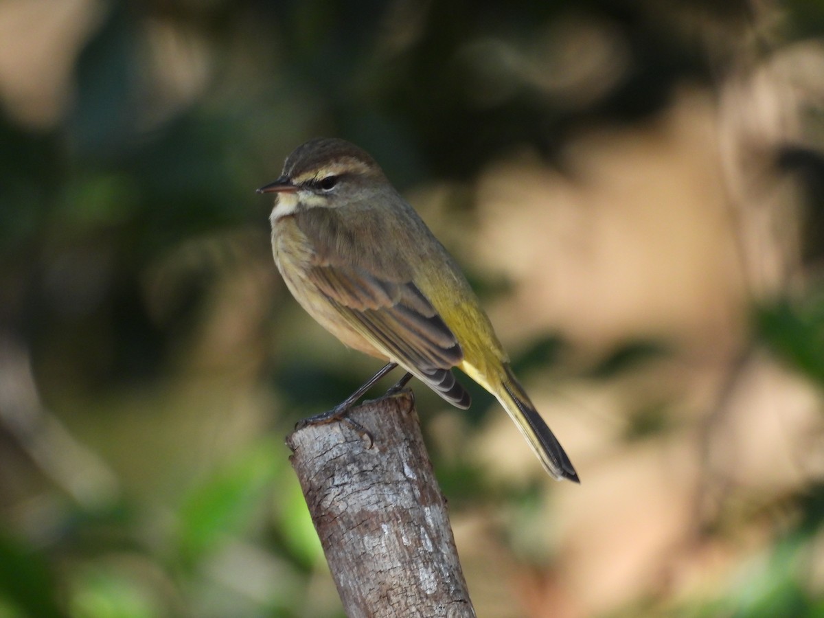 ヤシアメリカムシクイ - ML645512537