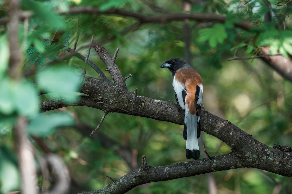 チャイロオナガ - ML645512539