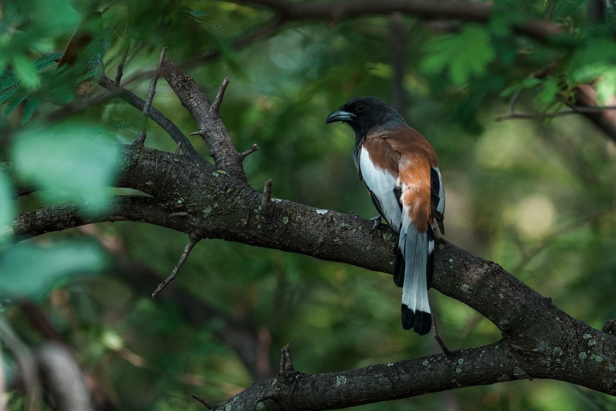 チャイロオナガ - ML645512540