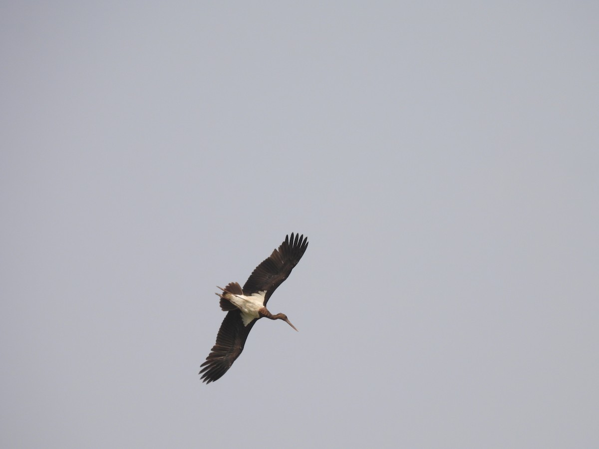 ナベコウ - ML645512544