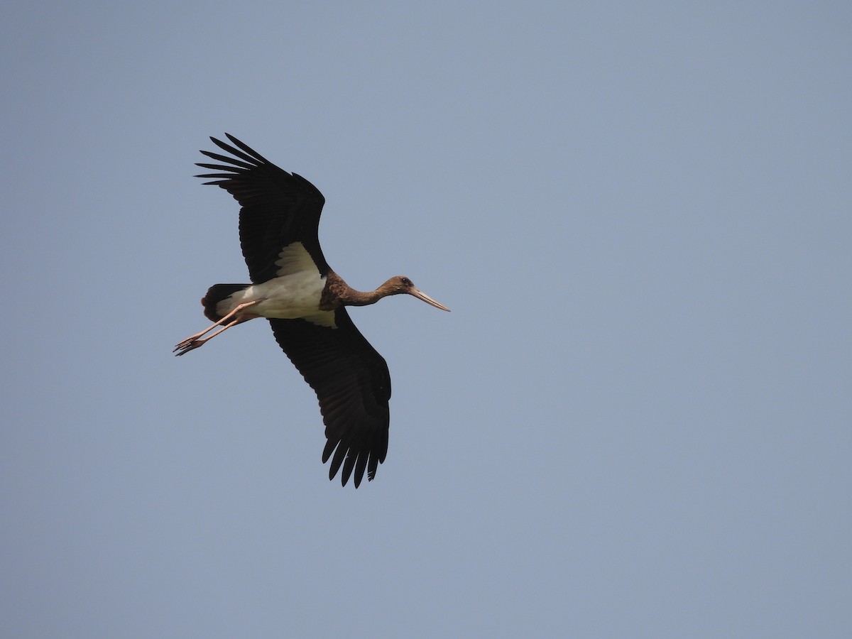 ナベコウ - ML645512545