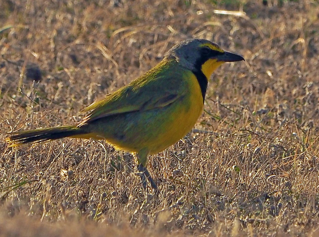 キノドミドリヤブモズ（zeylonus グループ） - ML645512546