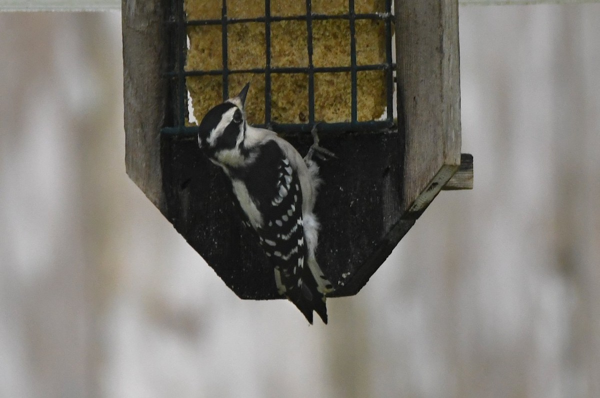 セジロコゲラ - ML645512549