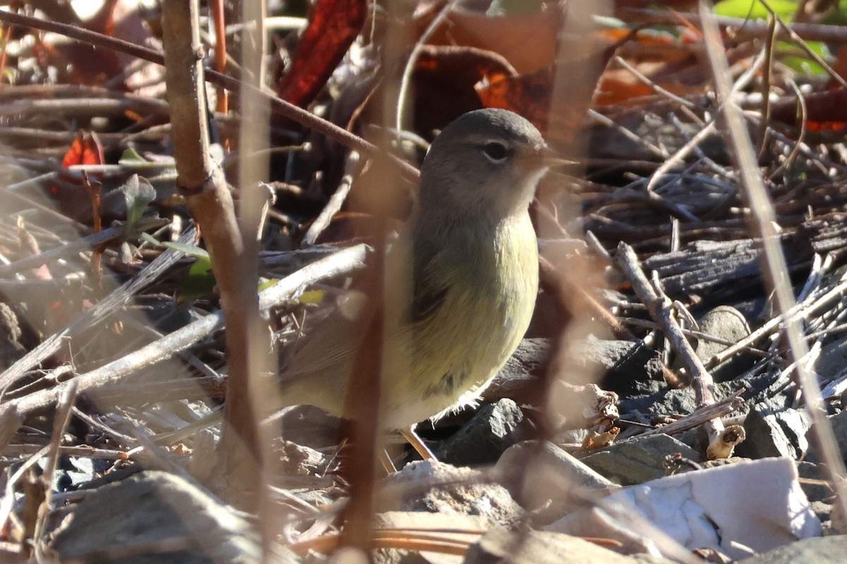 サメズアカアメリカムシクイ - ML645512550