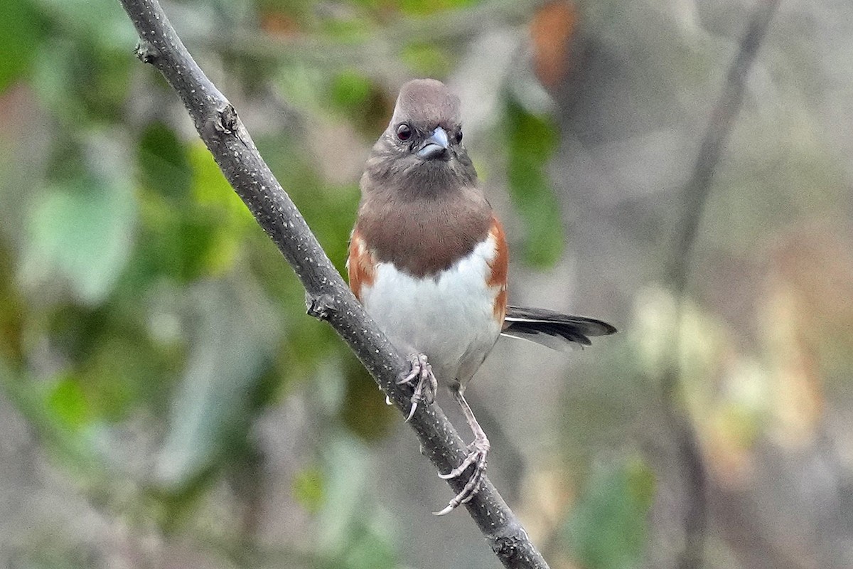 ワキアカトウヒチョウ - ML645512551
