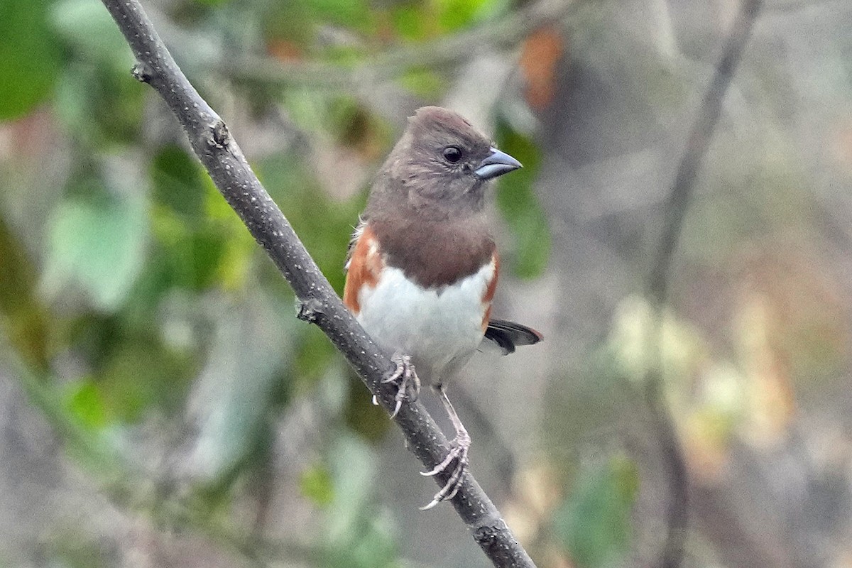 ワキアカトウヒチョウ - ML645512552