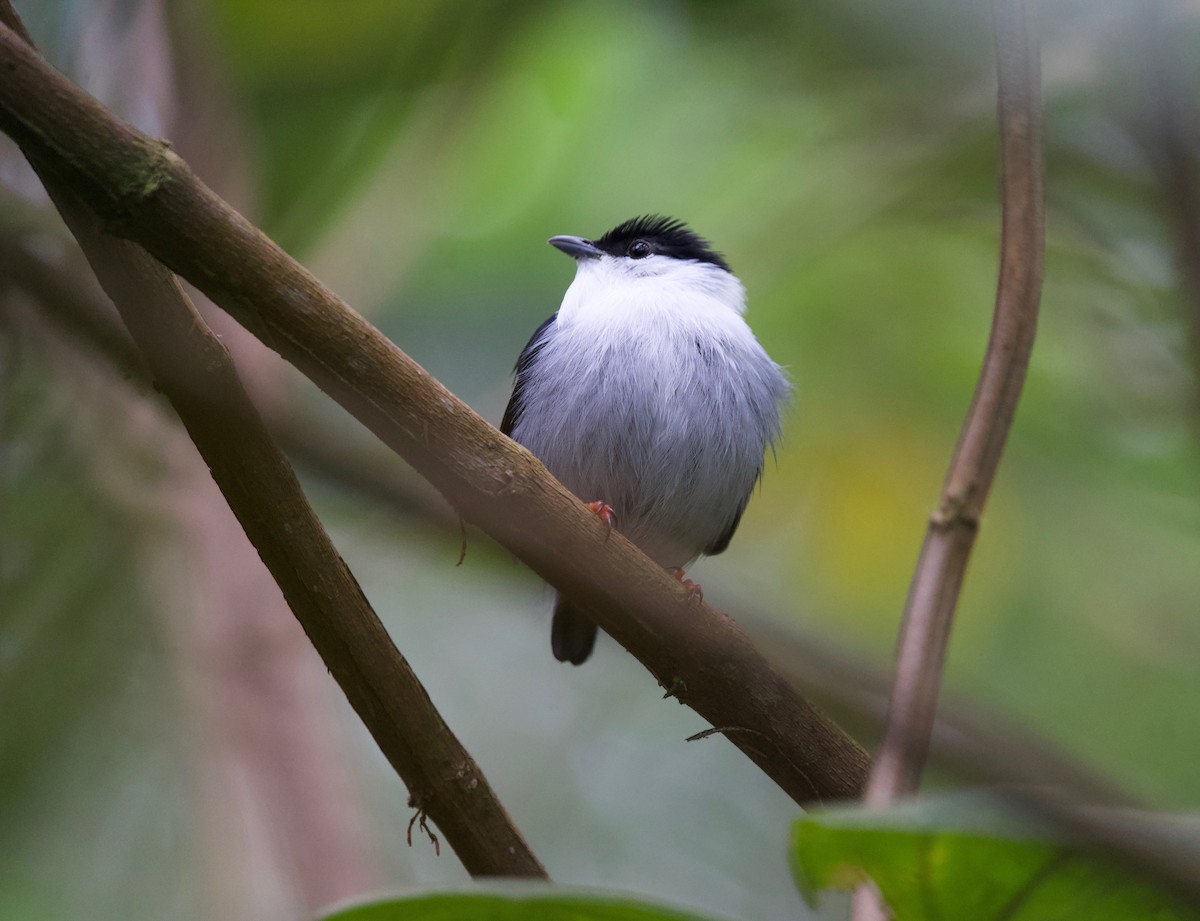 シロクロマイコドリ - ML645512553