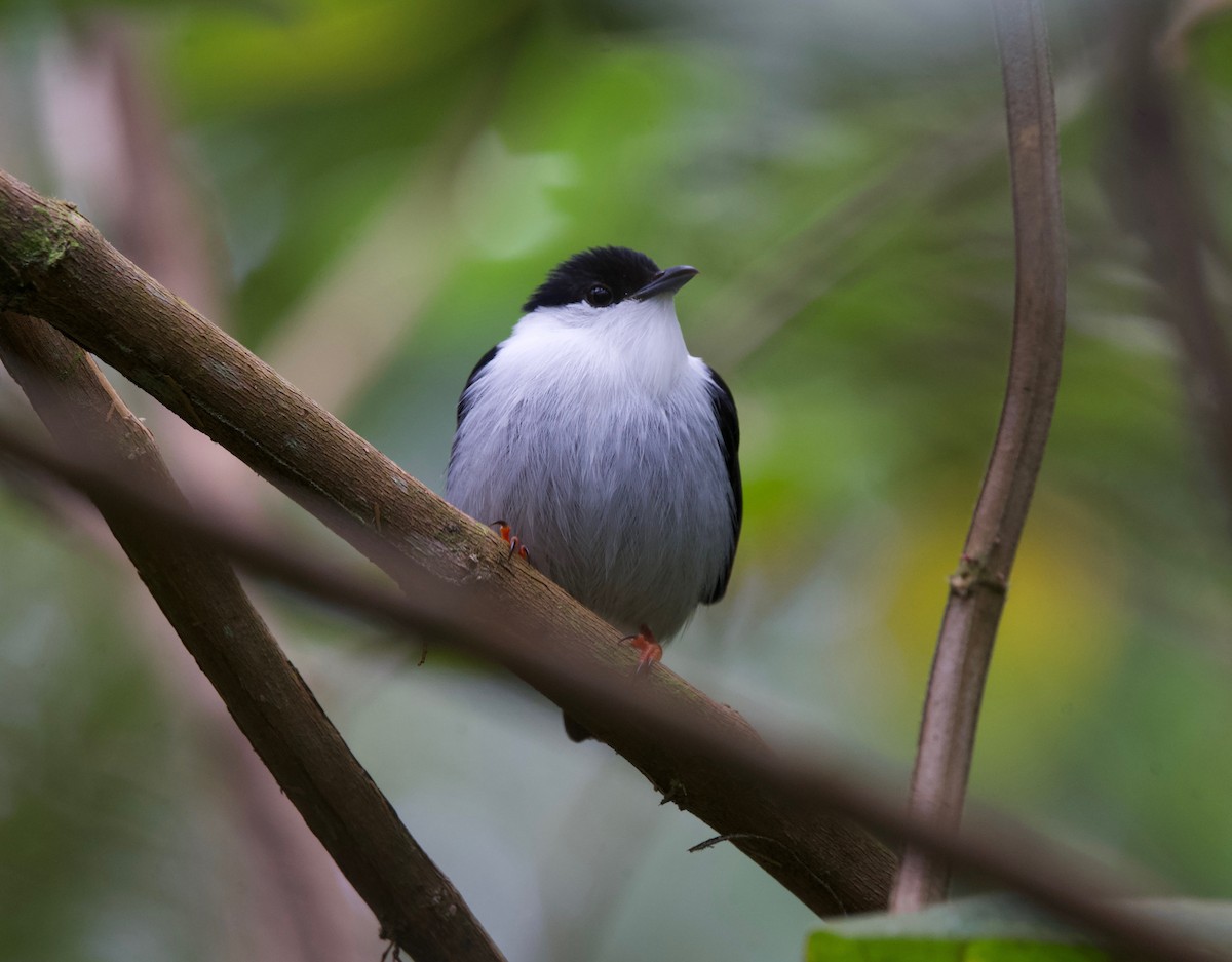 シロクロマイコドリ - ML645512556