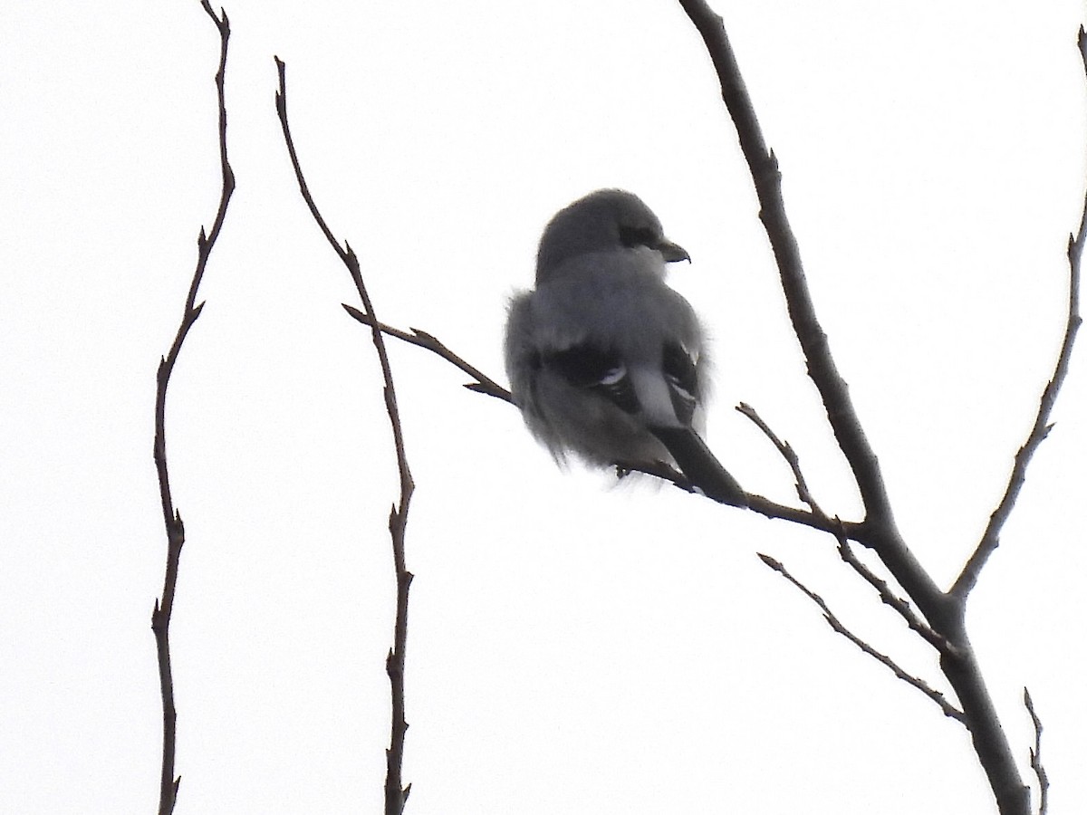 オオモズ - ML645512563