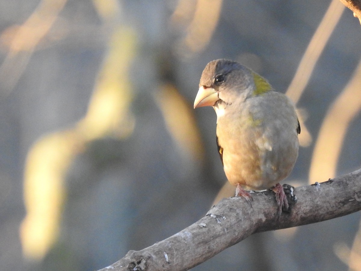 Evening Grosbeak - ML645512570